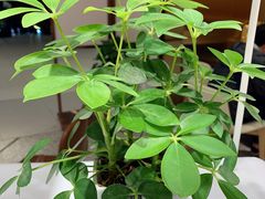-奈雪的茶(新天地广场PRO店)