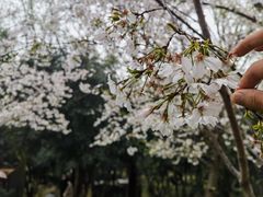 -武汉大学-樱园