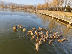 -野鸭湖国家湿地公园