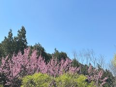 -佛慧山