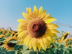 -映月湖中央公园