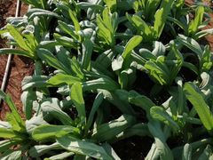 -思远客家菜馆(巴伐利亚店)