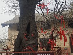 -白台寺