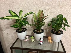 -双季花艺园艺市场(浦东店)
