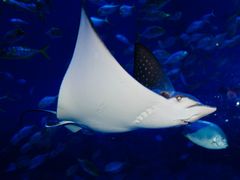 -烟台海昌鲸鲨海洋公园