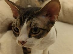 -有喵·猫咖·狗咖·30几只猫10只小狗(岗厦店)
