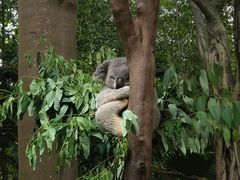 -广州长隆野生动物世界