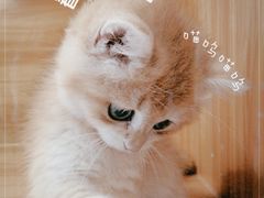 -猫十亿·布偶金渐层·曼基康矮脚猫舍(青年路店)