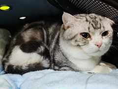 -伟伟宠物医院·CT影像中心·瑞派犬猫综合性门诊(汉口总院)