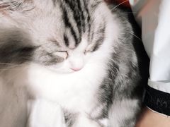 -飞行喵MR PILOT|猫舍·猫咖(静安大融城店)