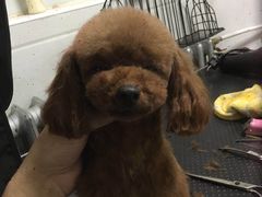-超宠爱宠物摄影-Super pet