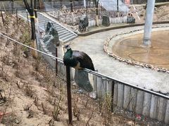 -栾川竹海野生动物园