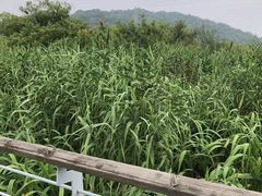 -西湖风景区-江洋畈生态公园