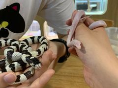 -藦茜花园宠物主题亲子互动体验馆(国顺东路店)