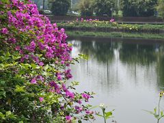 -王借岗森林公园