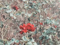 -南沙蒲洲花园