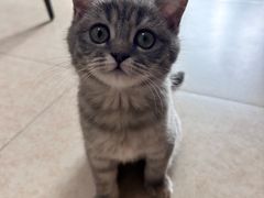 -天使宠物医院·犬猫分诊(彩虹店)