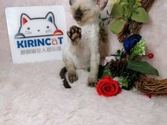 -十年猫舍·猫咪专门店(普陀店)