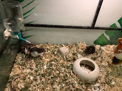 -藦茜花园宠物主题亲子互动体验馆(国顺东路店)