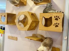 -猫咪派对(江南西店)