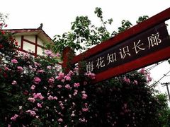 -三圣花乡旅游区