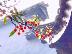 -东山雕花楼