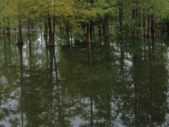 -白鹭湾湿地公园