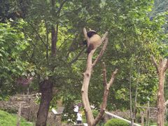 -卧龙中华大熊猫苑神树坪基地