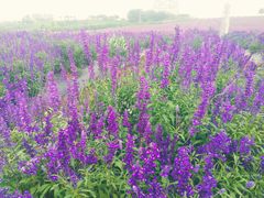 -紫颐香薰山谷景区