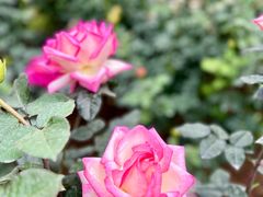 -人民公园(罗湖区)