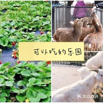 可以吃喝玩乐必去的游乐园