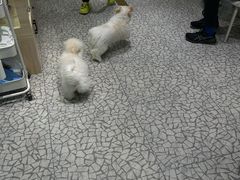 -momokira米努特·德文卷毛猫·棉花面纱犬