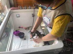 -十年猫舍·猫咪专门店(普陀店)