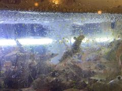 -麻屋手抓海鲜(防城港总店)