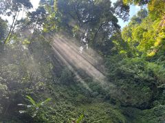 -莫里热带雨林景区