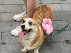 -新光里