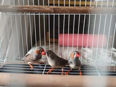 -青石桥花鸟鱼虫市场(叠翠城店)