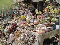 -桂林市花鸟市场