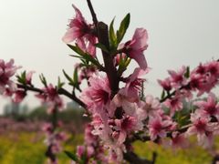 -南汇桃花村