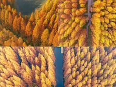 -黄海国家森林公园