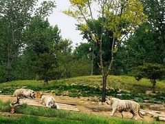 -北京野生动物园