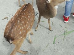 -鹿境梅花鹿生态园区