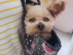 -爱侣宠医·鹦鹉专科·小型哺乳类·异宠专科(灵石路店)