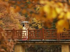 -洛阳白云山景区