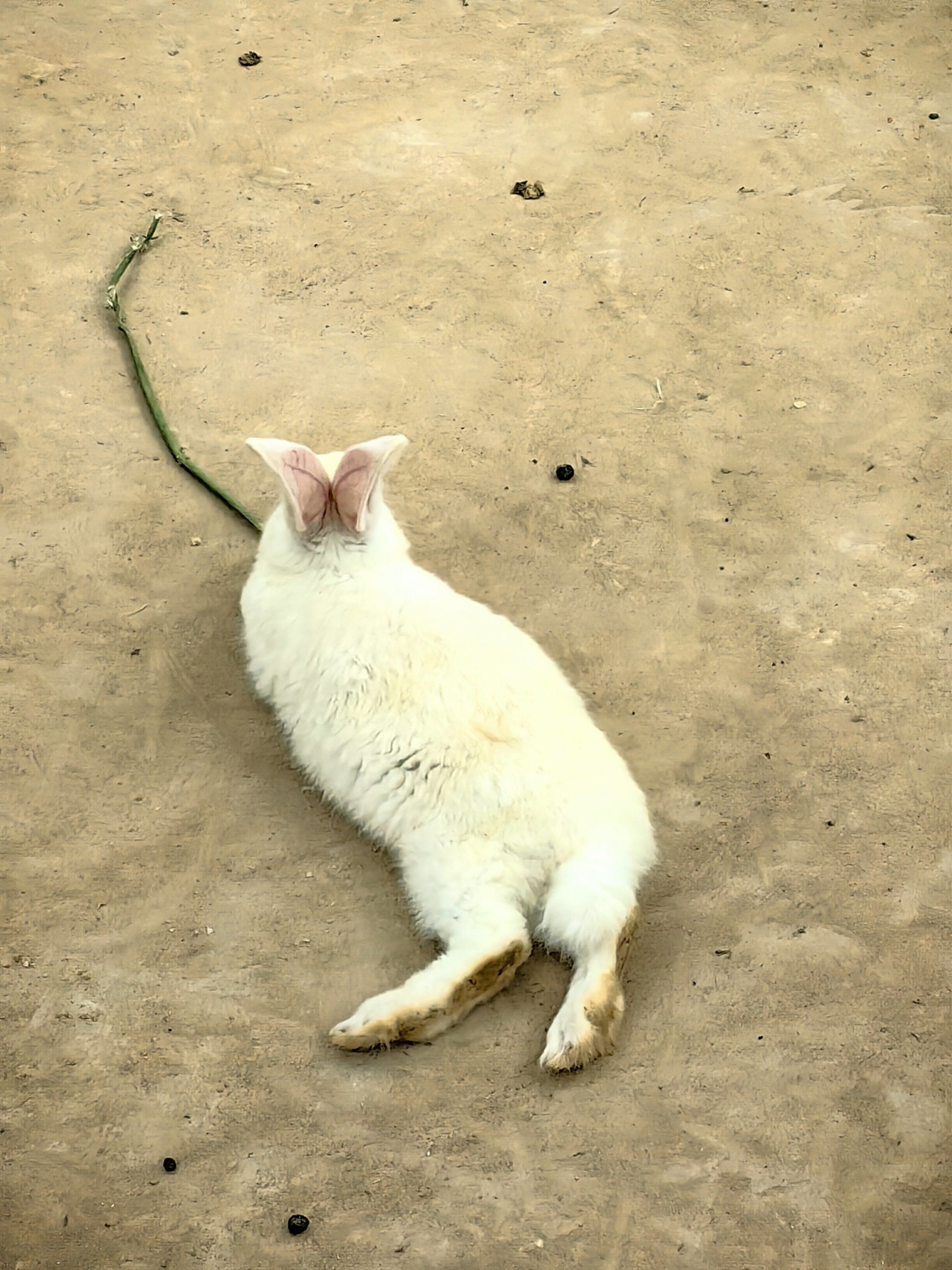 小兔子,也在午休,趴着窝着都很萌,有一点