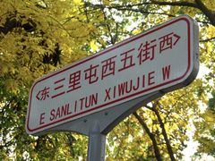 -三里屯东五街银杏大道