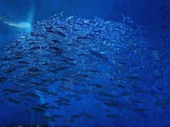 -成都浩海立方海洋公园