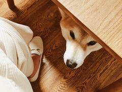 -柴务处·柴犬主题狗咖