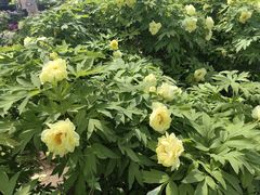 -洛阳市隋唐城遗址植物园