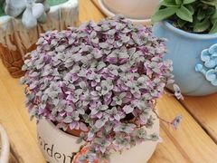 -北戴河集发农业梦想王国